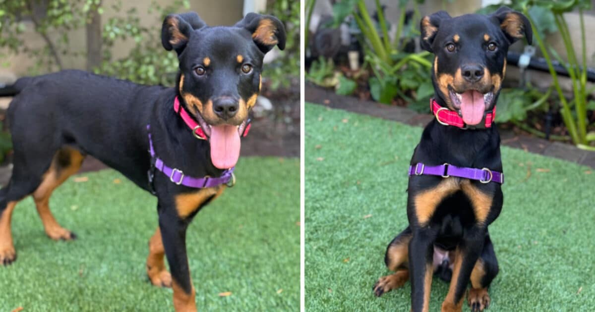 Alameda Post - a young dog that has the coloring of a doberman named Steph Curry