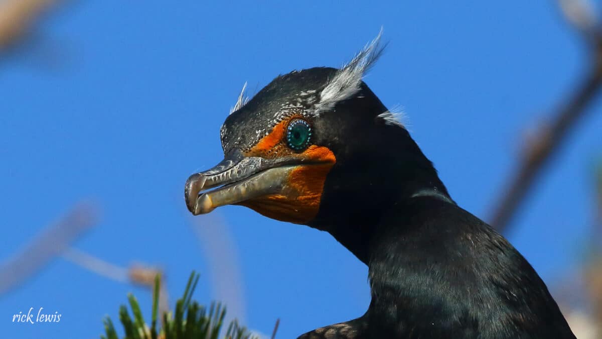 Alameda Post - a close up photo of a double-crested cormorant