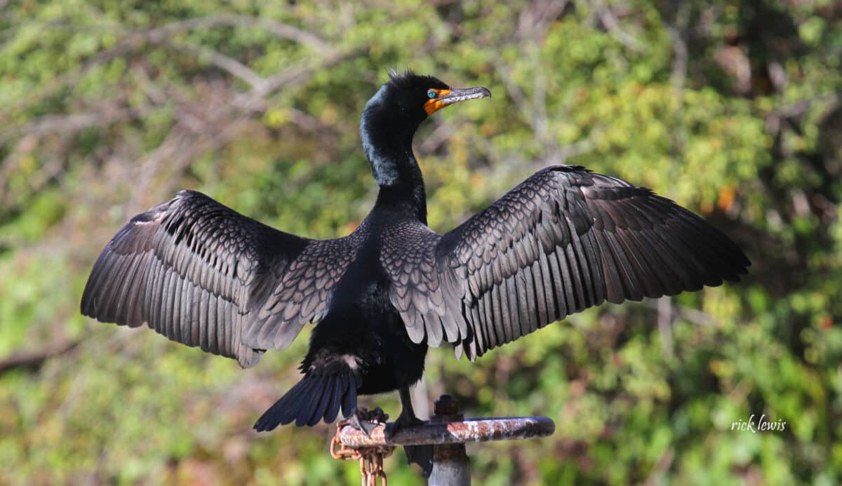 Alameda Post - a large black bird suns its wings