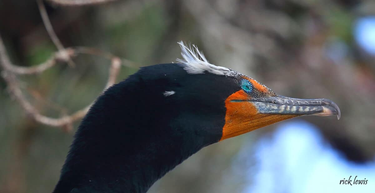 Alameda Post - the head of a black bird with orange on its face, striking blue eyes, and white crests on its head