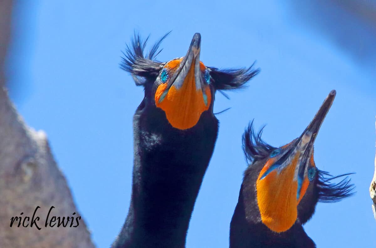Alameda Post - black and orange birds with dark colored tufts above their eyes