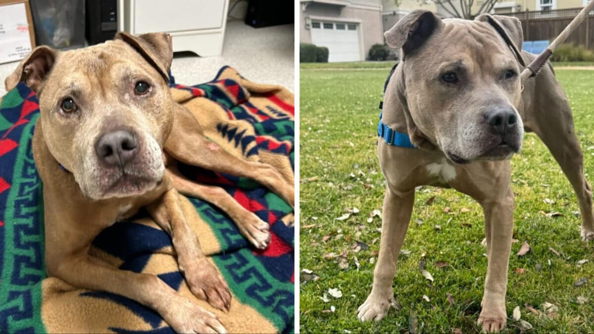 Alameda Post - Corduroy the adoptable senior dog. He is a brownish grey and appears to be a pit mix of some kind