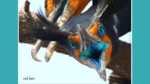 Alameda Post - a close up photo looking into a bird's blue mouth. It's face is surprisingly orange, and its eyes are very blue