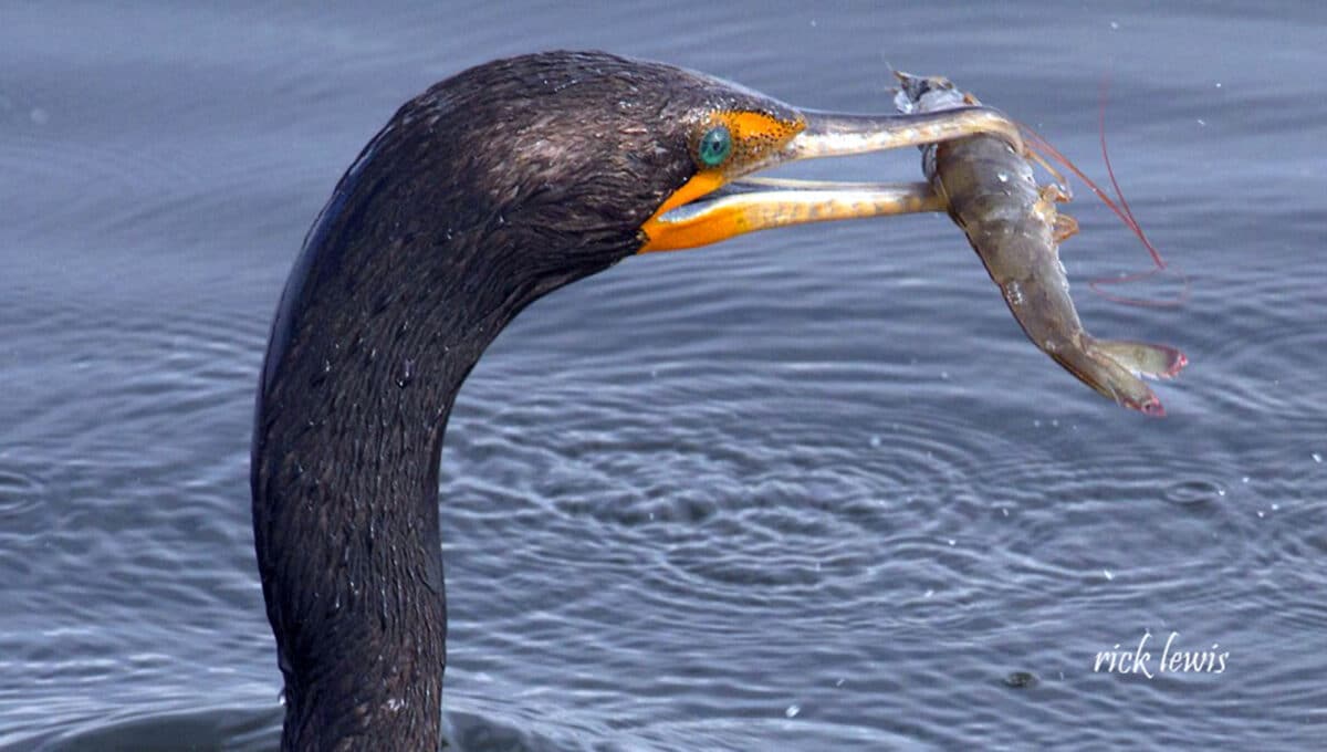 Alameda Post - a black bird pokes its head out the water holding a shrimp
