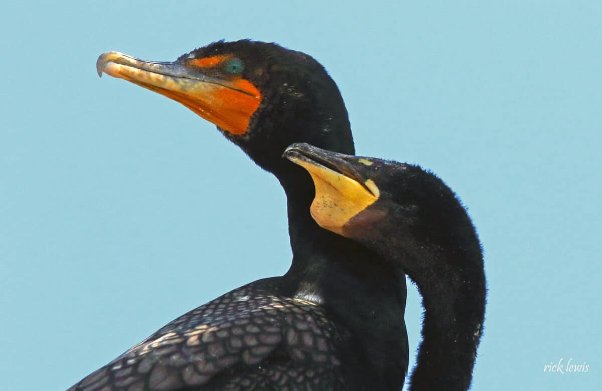 Alameda Post - an adult double-crested cormorant with an orange face, and a young one with a more yellow face