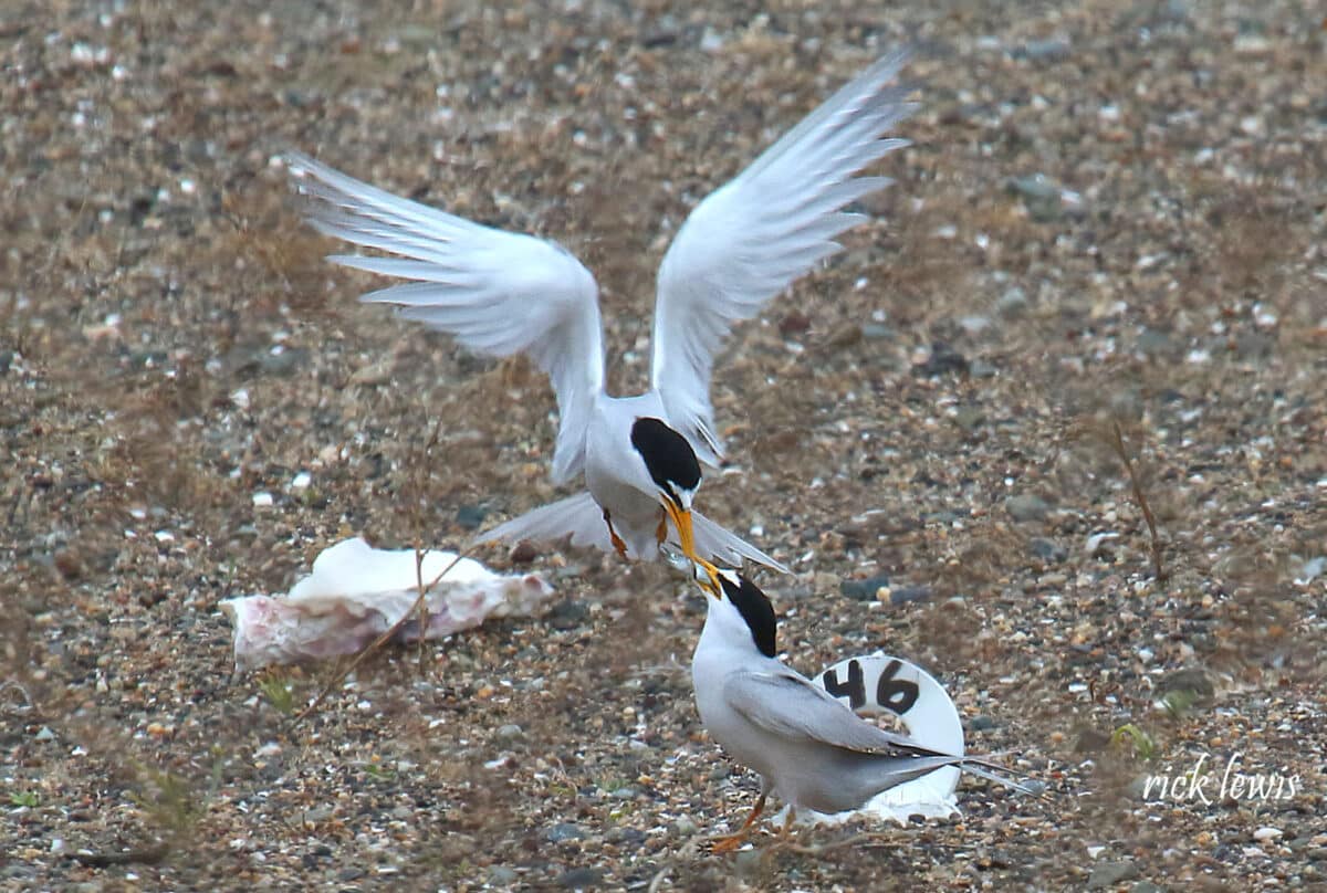 Alameda Post - a black and white bird flaps its wings just above the ground as it gives a fish to a similar looking bird on the ground