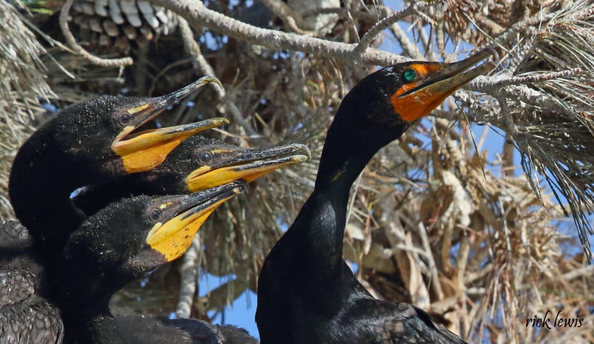 Alameda Post - an adult double-crested cormorant with a nest of three large chicks