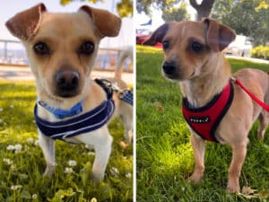Alameda Post - Puck and Skates the adoptable chihuahuas