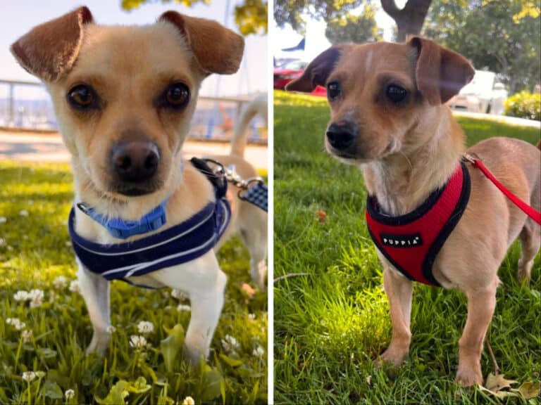 Alameda Post - Puck and Skates the adoptable chihuahuas