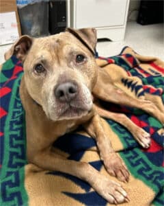 Alameda Post - Corduroy the adoptable senior dog. He is a brownish grey and appears to be a pit mix of some kind