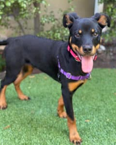 Alameda Post - a young dog that has the coloring of a doberman named Steph Curry