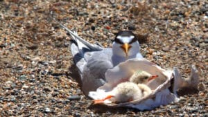 Alameda Post - a black and white bird sits next to a large shell. Inside the shell, the bird's chick rolls around
