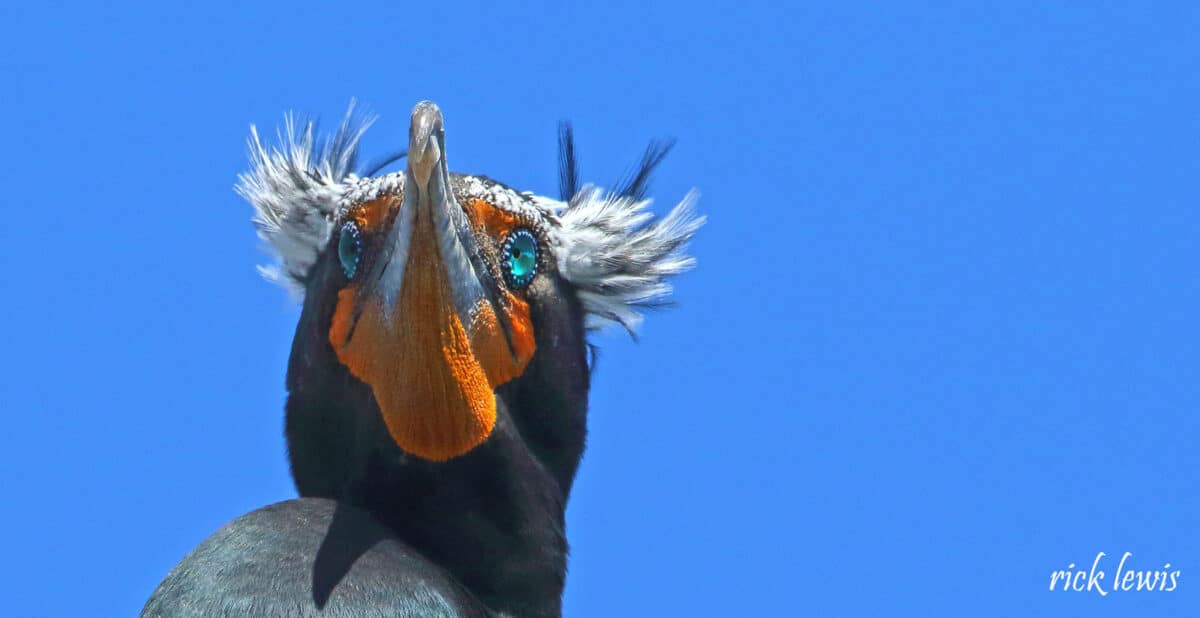 Alameda Post - a black and orange bird, a double-crested cormorant, with white tufts above its eyes