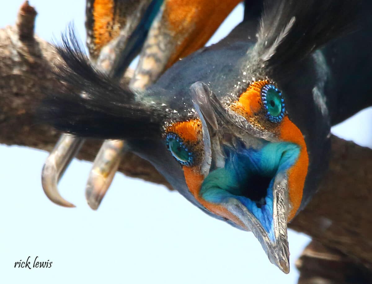 Alameda Post - a close up photo looking into a bird's blue mouth. It's face is surprisingly orange, and its eyes are very blue