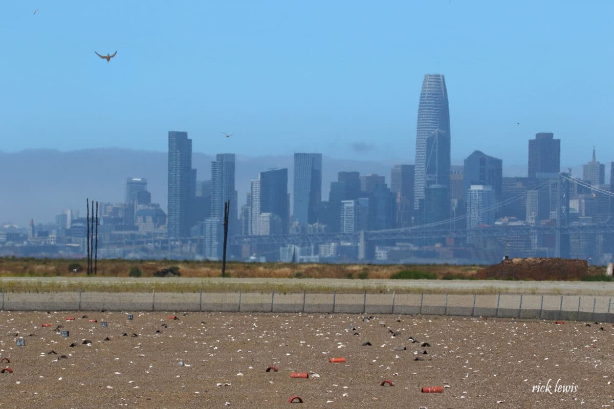 Alameda Post - a fenced off section of Alameda Point, scattered with small items that look like ceramics or shells, with San Francisco in the background