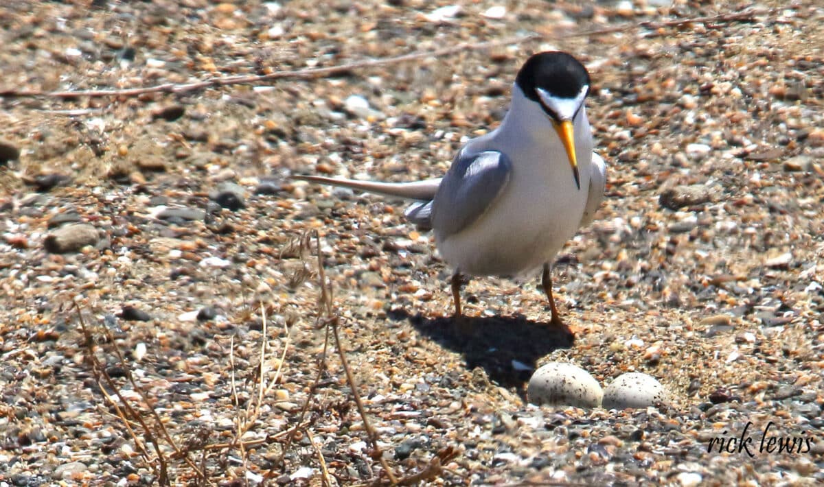 Alameda Post - a small white and black bird stands over two eggs on the ground