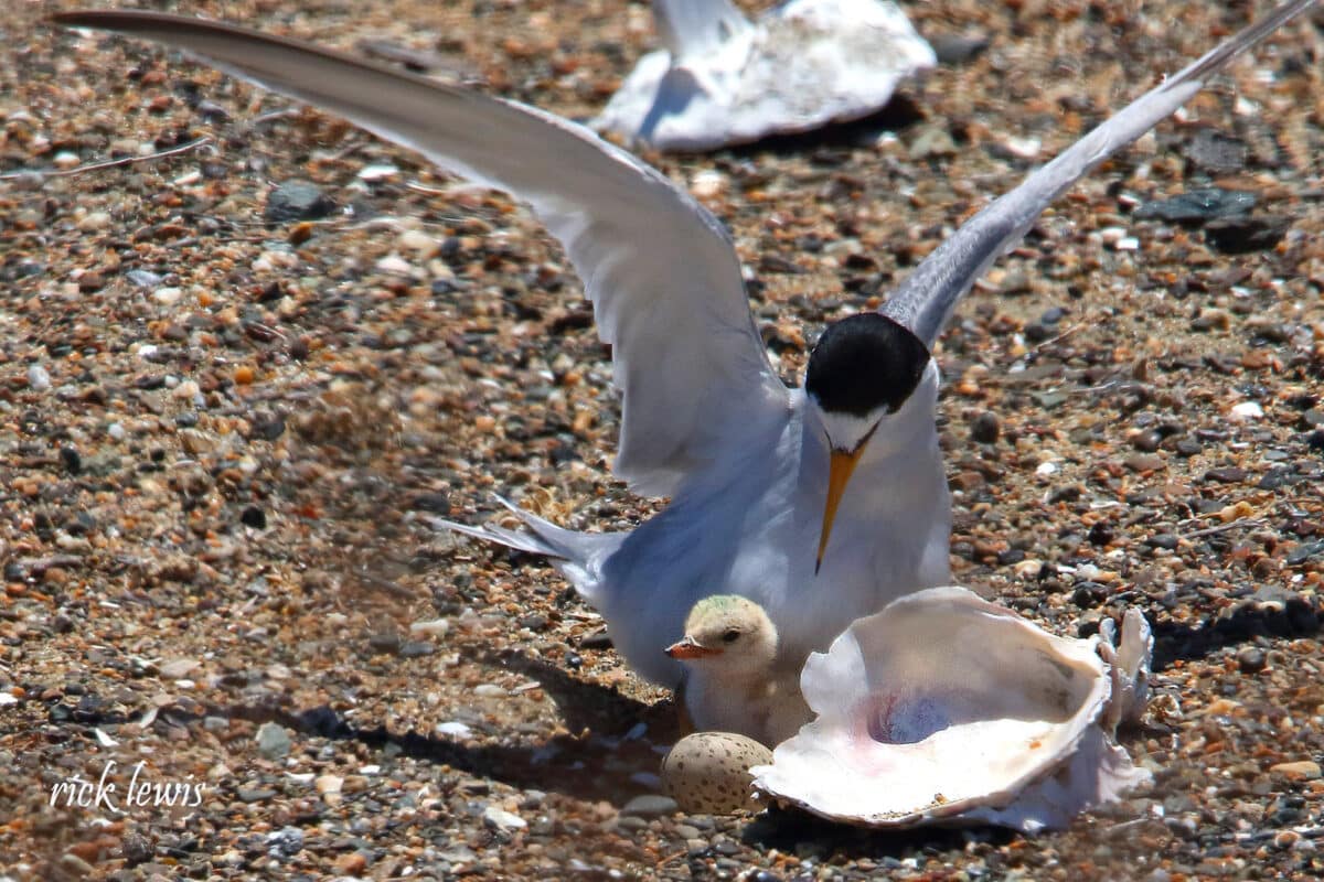 Alameda Post - an adult California least tern spreads its wings above a shell, a chick, and an egg that hasn't hatched yet