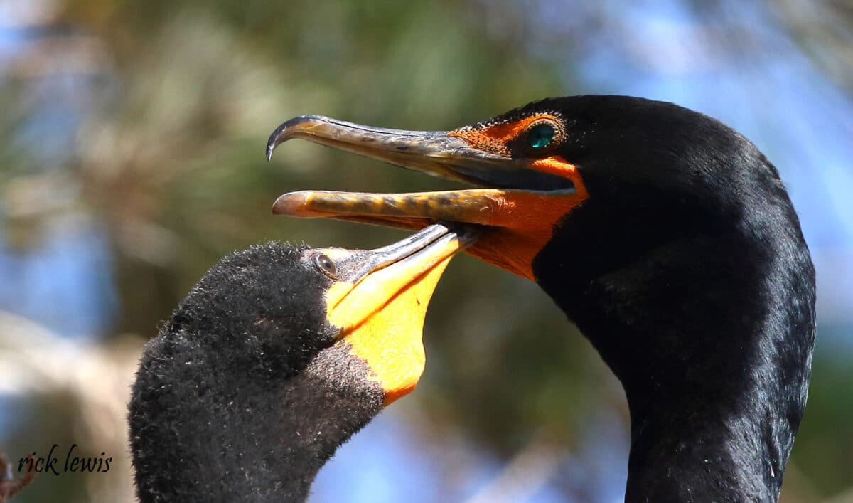 Alameda Post - a young bird touches an older bird's beak