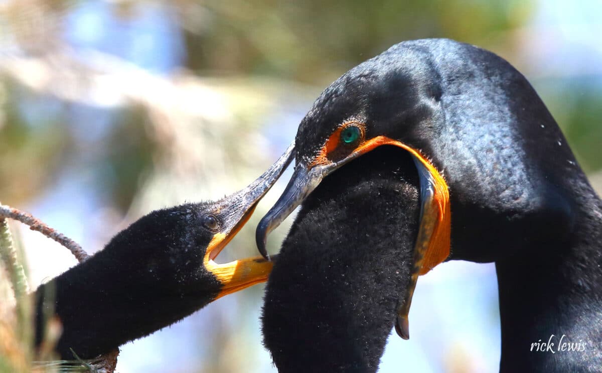 Alameda Post - a young bird sticks its whole head inside an adult's mouth