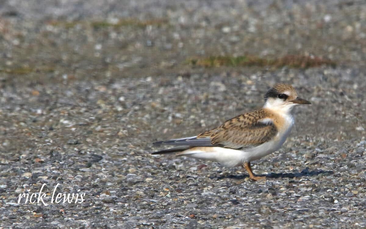 Alameda Post - a fledging California least tern