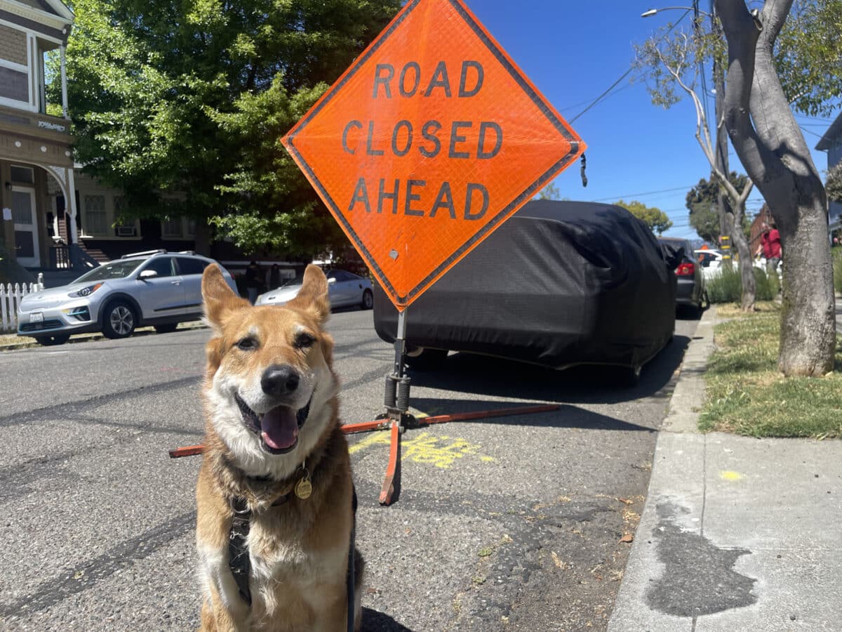 Alameda Post - Mouf the roving reporter sits in front of a sign that says Road Closed Ahead