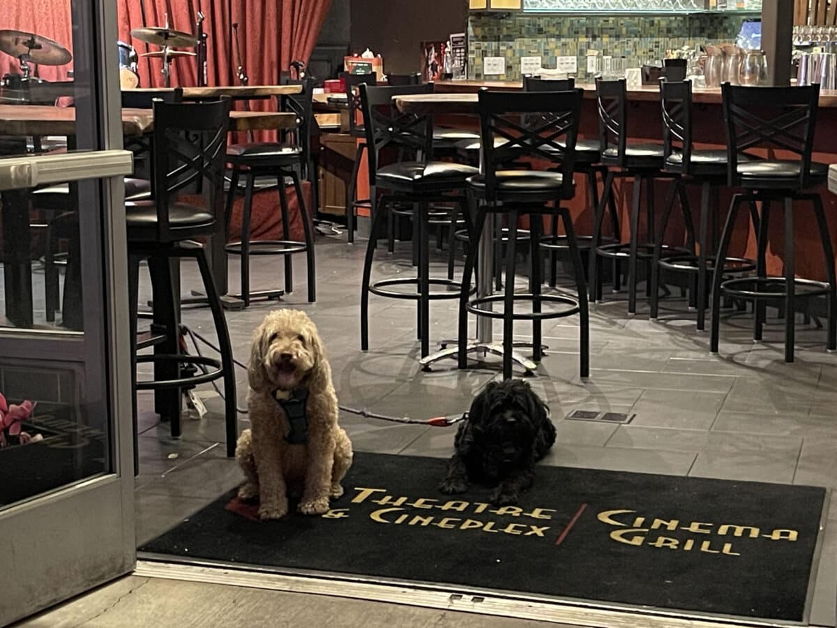 Alameda Post - two dogs sit inside of the Cinema Grill