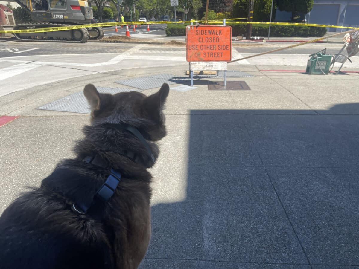 Alameda Post - Mouf the dog looks at a sign that says "Sidewalk closed use other side of street."