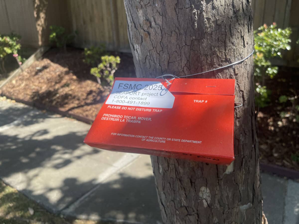 Alameda Post - a red paperboard box on a string wrapped around a tree with a sticker that says "SEAPORT project. please do not disturb trap."