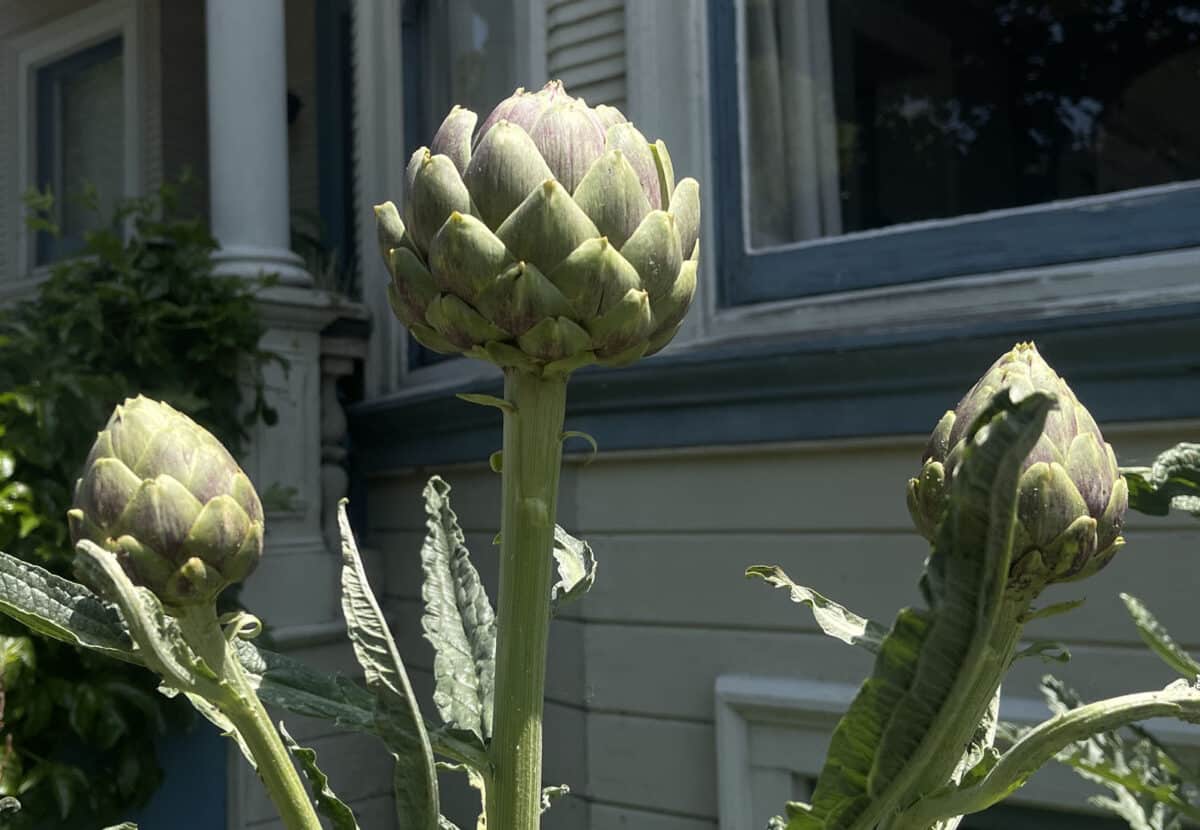 Alameda Post - large artichokes still connected to their stalks