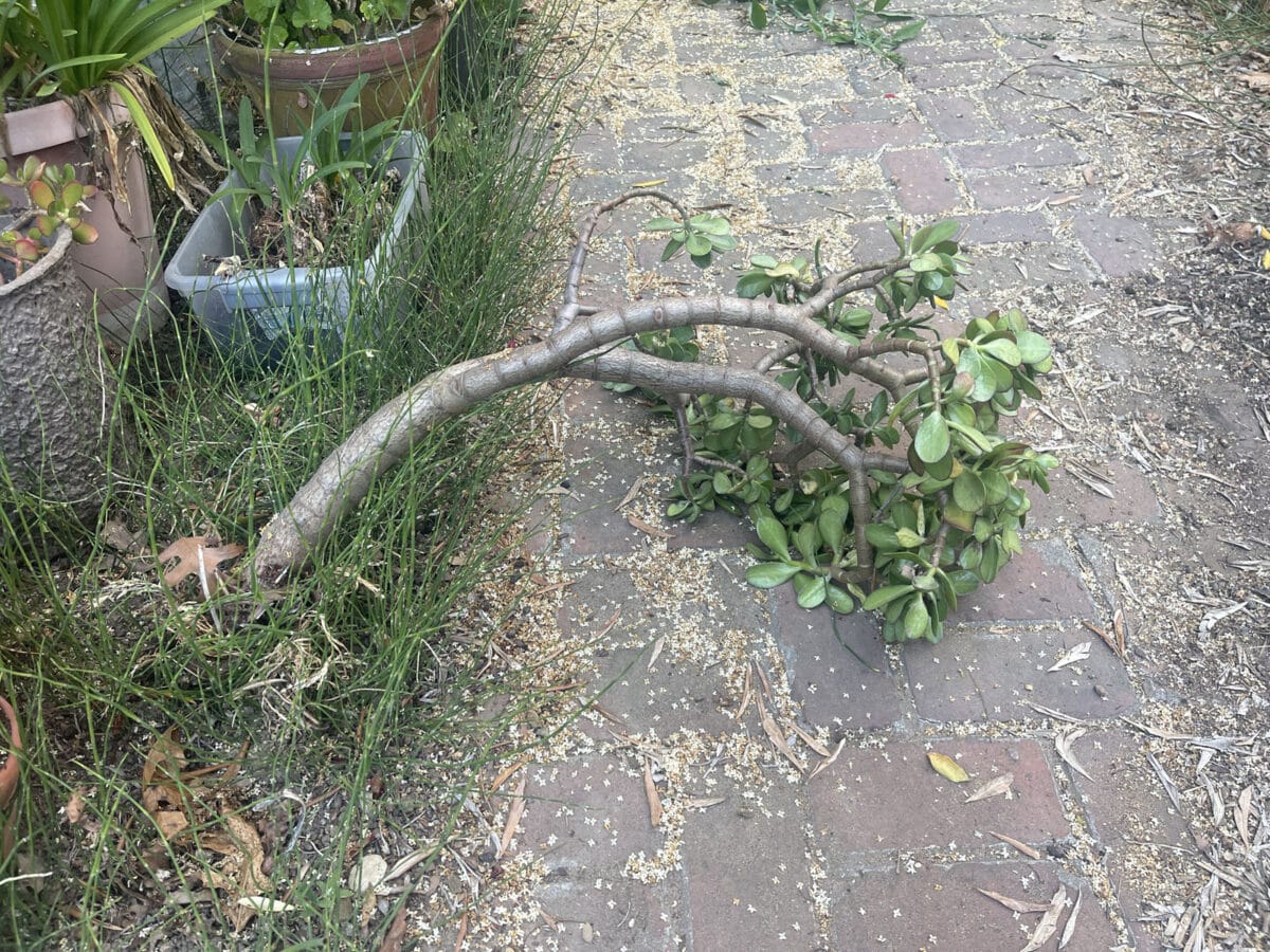Alameda Post - a jade plant that has been disconnected from the ground