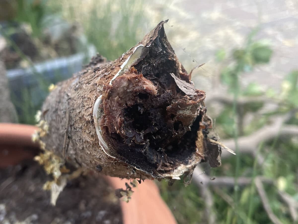 Alameda Post - the rotten stem of a jade plant