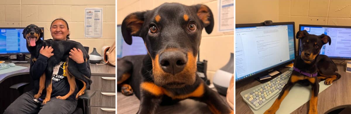 Alameda Post - a young dog that has the coloring of a doberman named Steph Curry