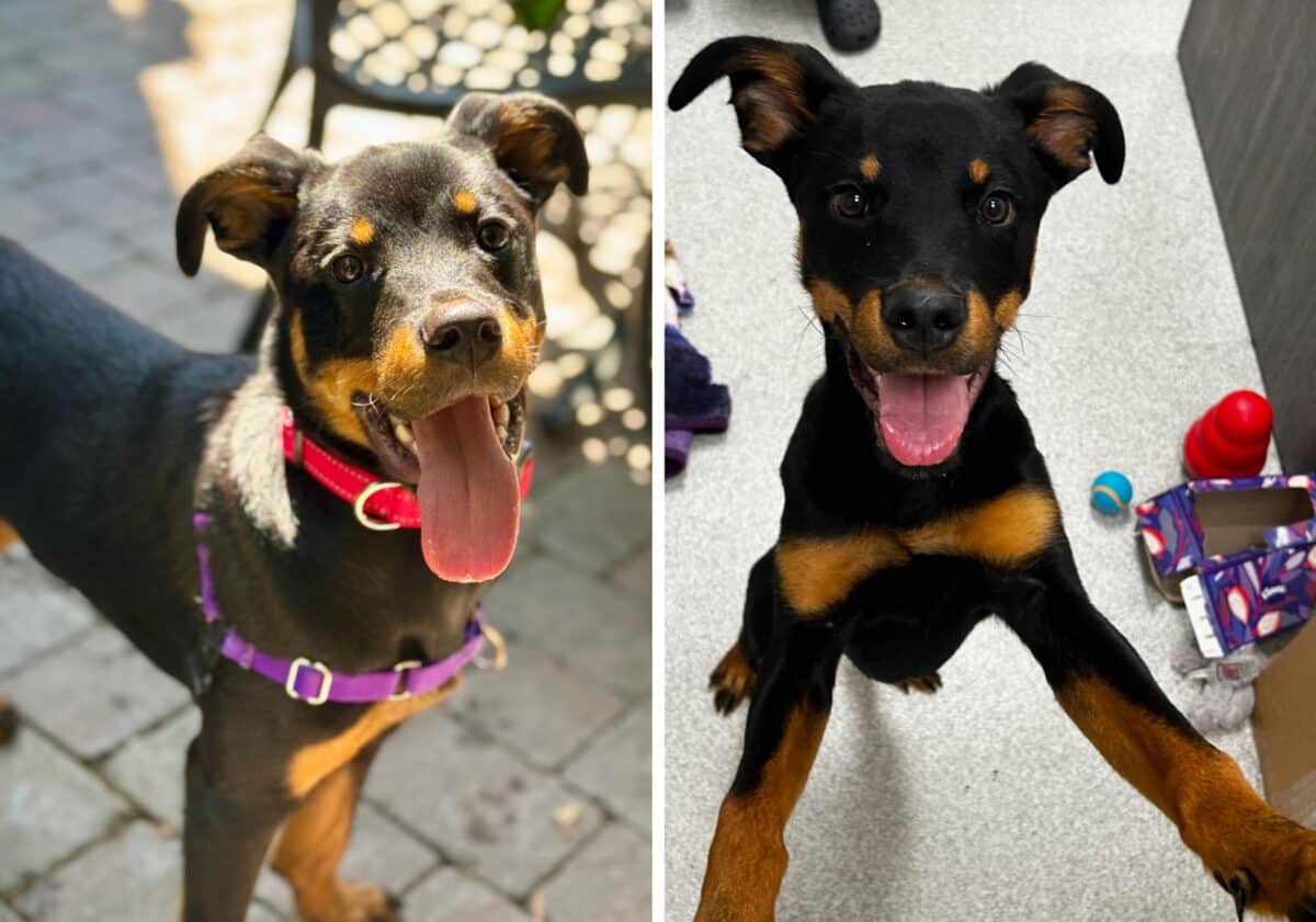 Alameda Post - a young dog that has the coloring of a doberman named Steph Curry