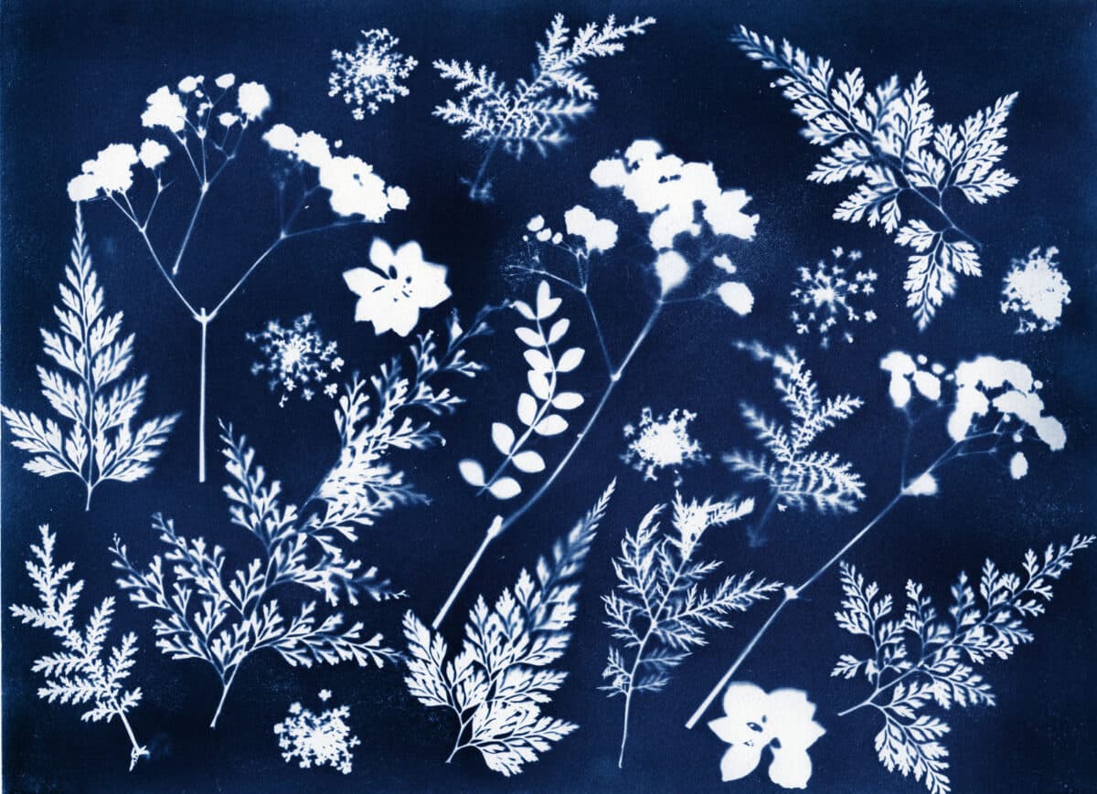 Alameda Post - a cyanotype print of flowers and ferns on a blue background