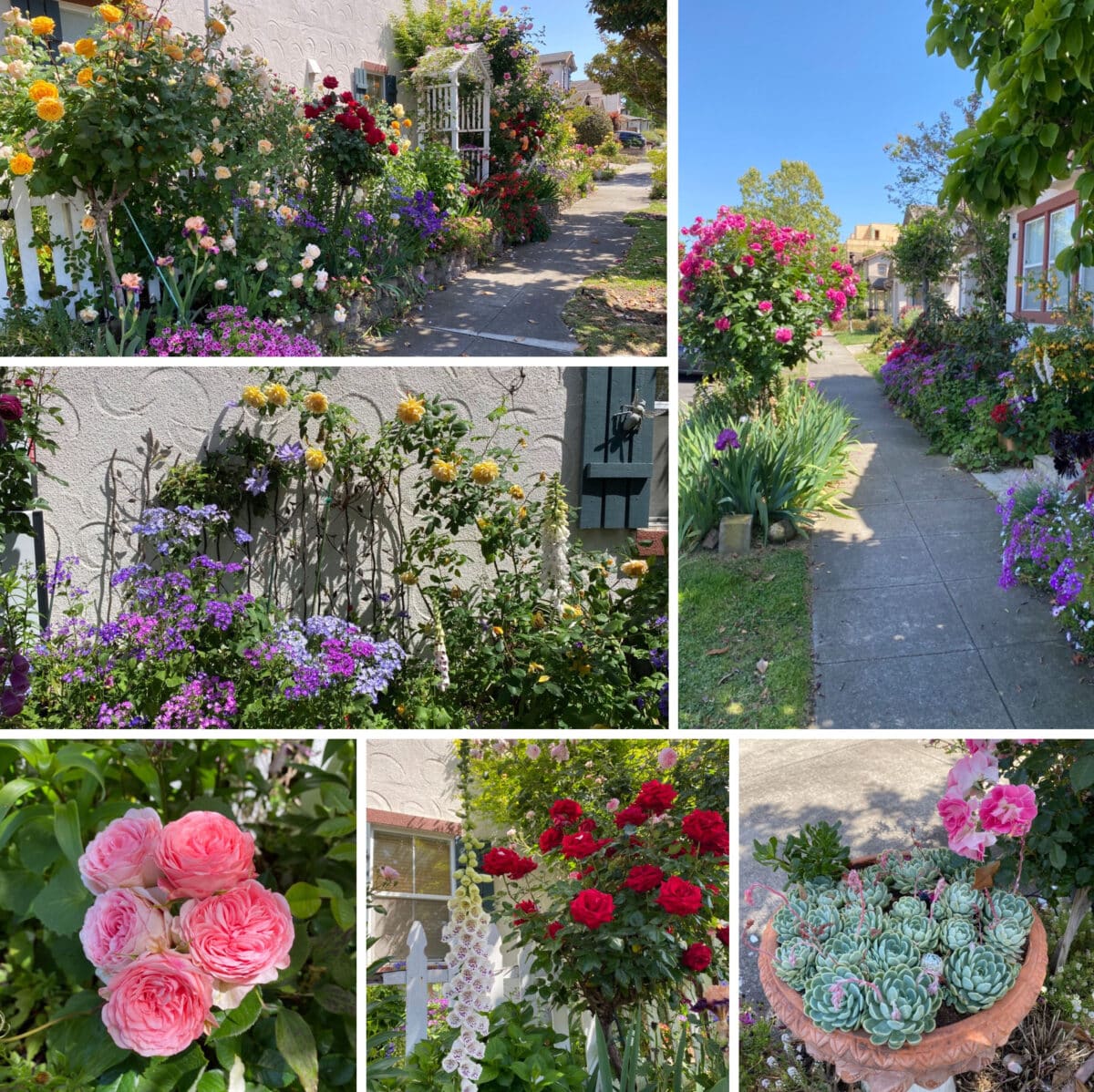 Alameda Post - lots of flowers in a garden in the front and side yard of a home