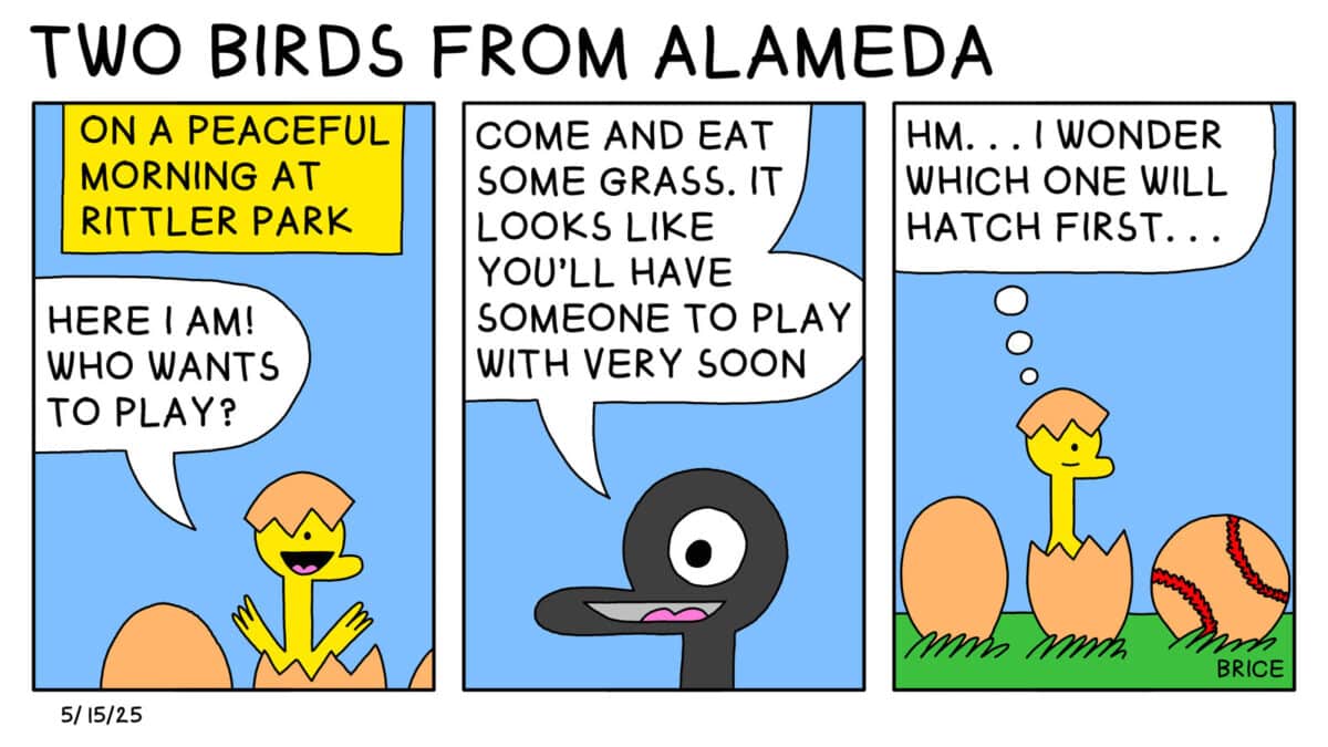 Alameda Post - Two Birds from Alameda for May 15, 2025. First panel: Text reads, "On a peaceful morning at Rittler Park." In the panel, a yellow gosling hatches out of an egg and says "Here I am! Who wants to play?" Second panel: Goose says, "Come and eat some grass. It' looks like you'll have someone to play with very soon." Final panel: The gosling thinks, "Hm... I wonder which one will hatch first." Next to the Gosling is another egg and a baseball.