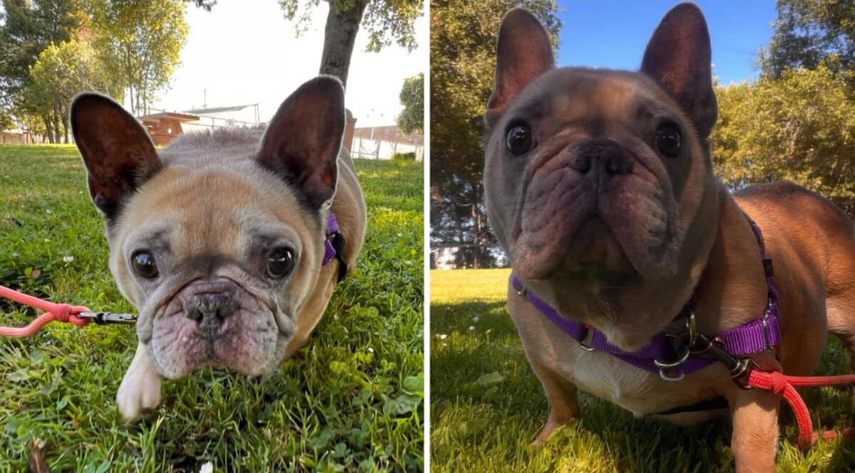 Alameda Post - Lilypad the small adoptable dog with a short snout and pointy ears. She looks like she might be a pug or pug mix.