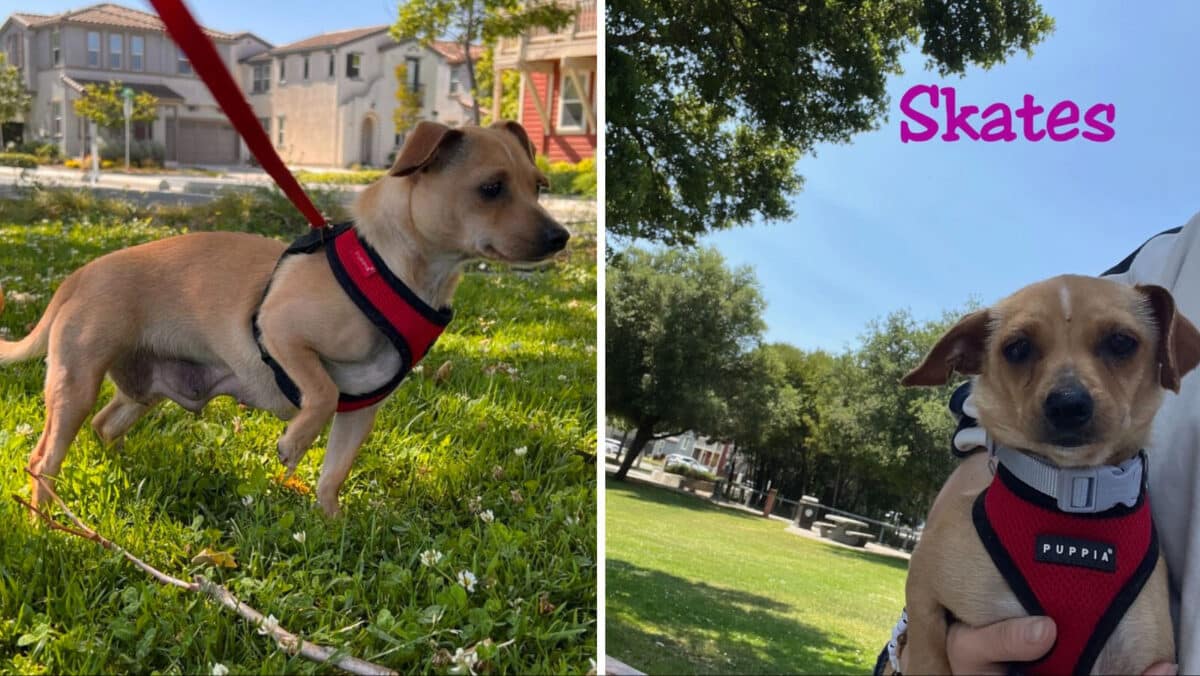 Alameda Post - Skates the adoptable chihuahua