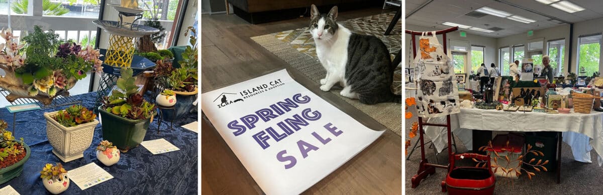 Alameda Post - one photo of a a cat sitting next to a sign that says "Spring Fling Sale" and two photos of booths at a market