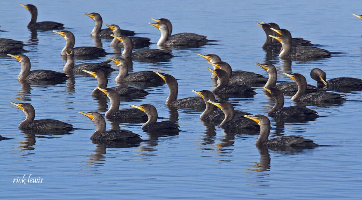Alameda Post - a floating group of similar birds