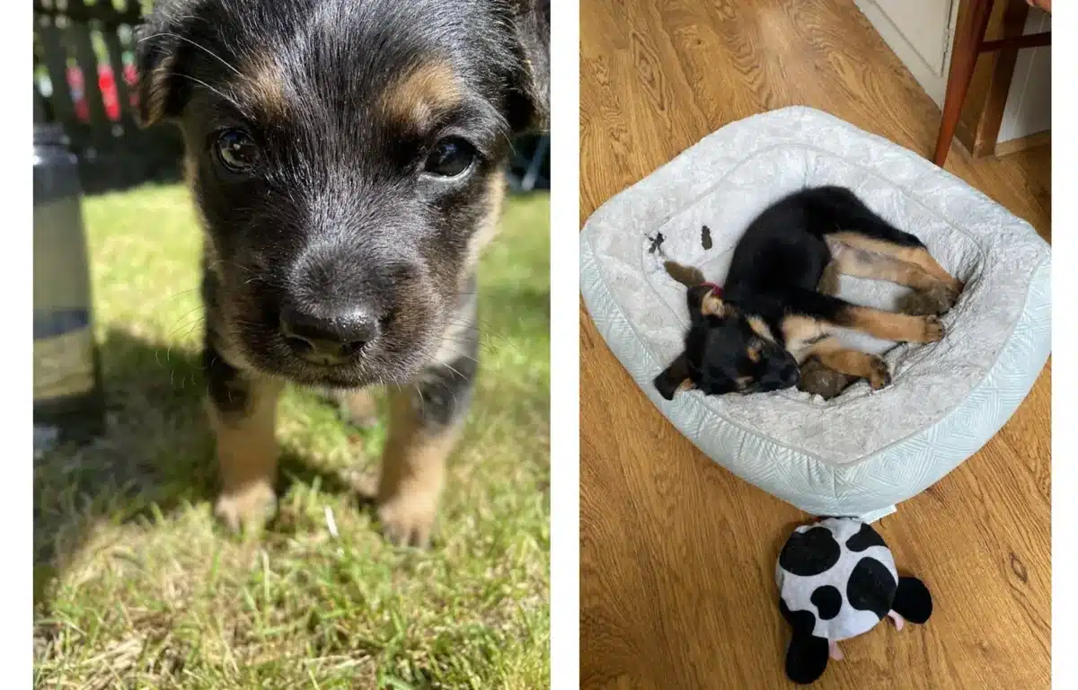 Alameda Post - Adoptable pet of the week, Peanut, is an 11-week-old German shepherd puppy