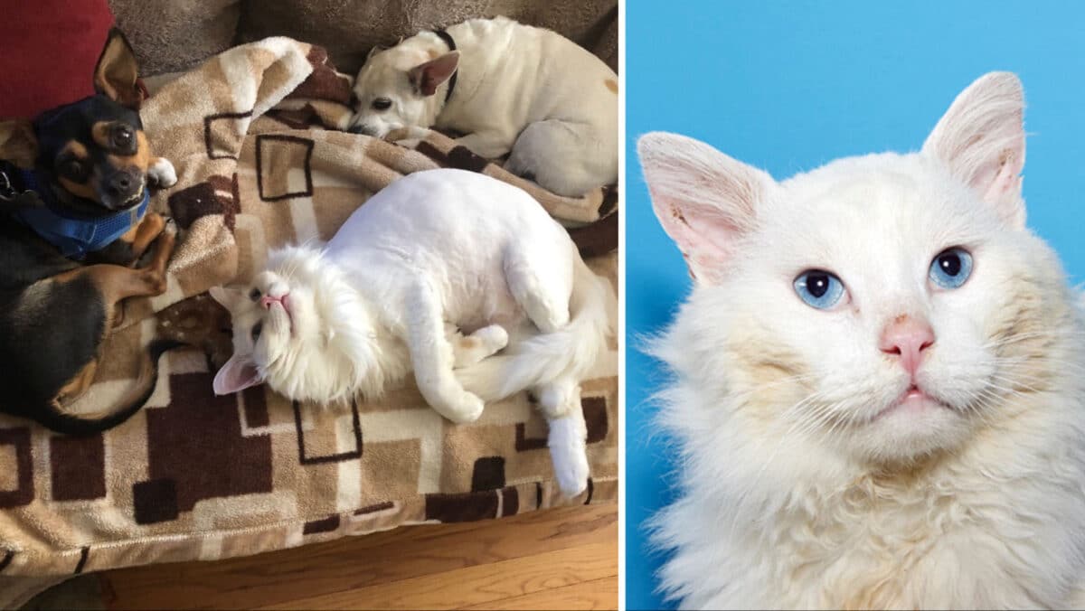 Alameda Post - a portrait of Frankie, a white fur, blue-eyed cat and a photo of Frankie laying on the couch with two small dogs