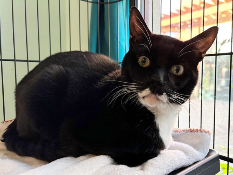Alameda Post - Gem the tuxedo cat