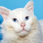 Alameda Post - a portrait of Frankie, a white fur, blue-eyed cat