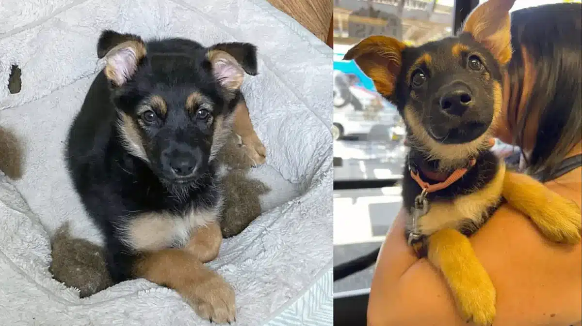Alameda Post - Adoptable pet of the week, Peanut, is an 11-week-old German shepherd puppy