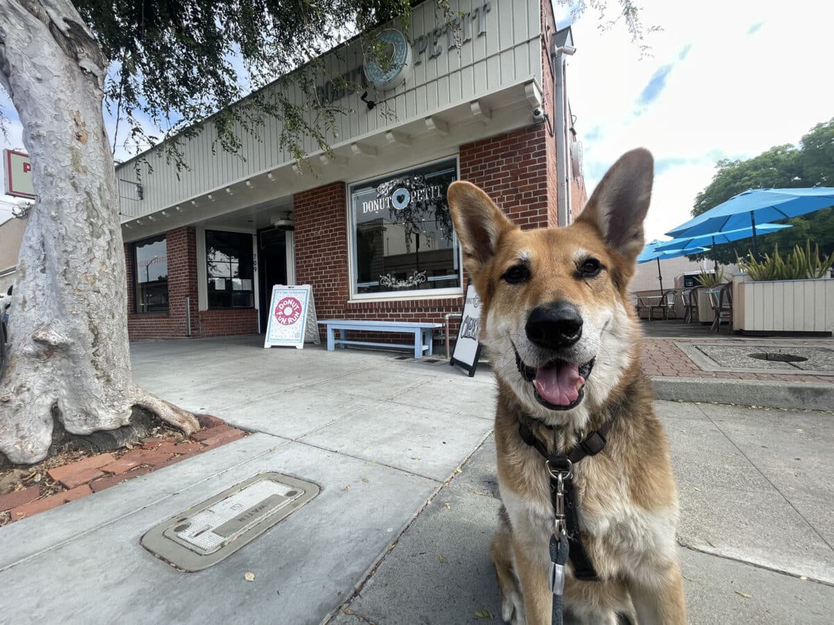 Alameda Post - Mouf sits in front of Donut Petit