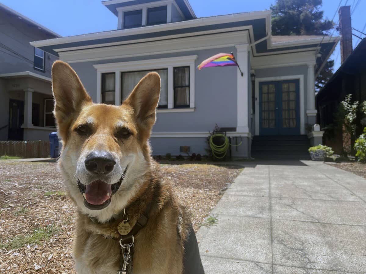 Alameda Post - Bear's-Eye View of Alameda for June 29, 2025. Mouf poses in front of a house flying a Pride flag.