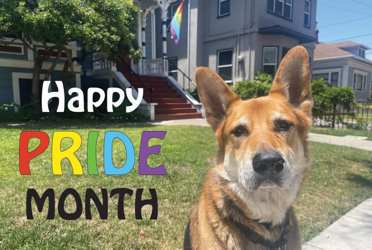 Alameda Post - Mouf sits in front of a pride flag with the text "Happy Pride Month" 