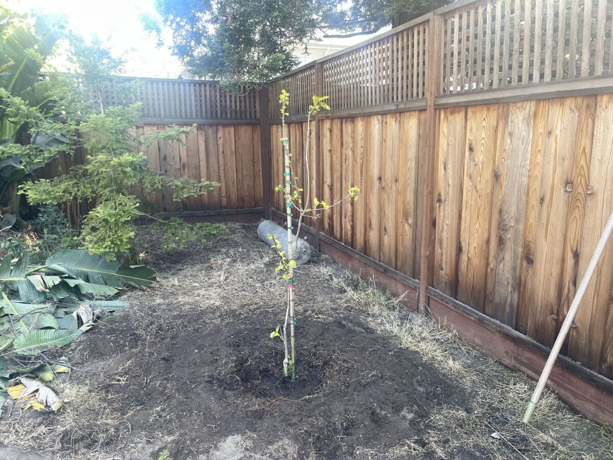 Alameda Post - a persimmon tree sapling 