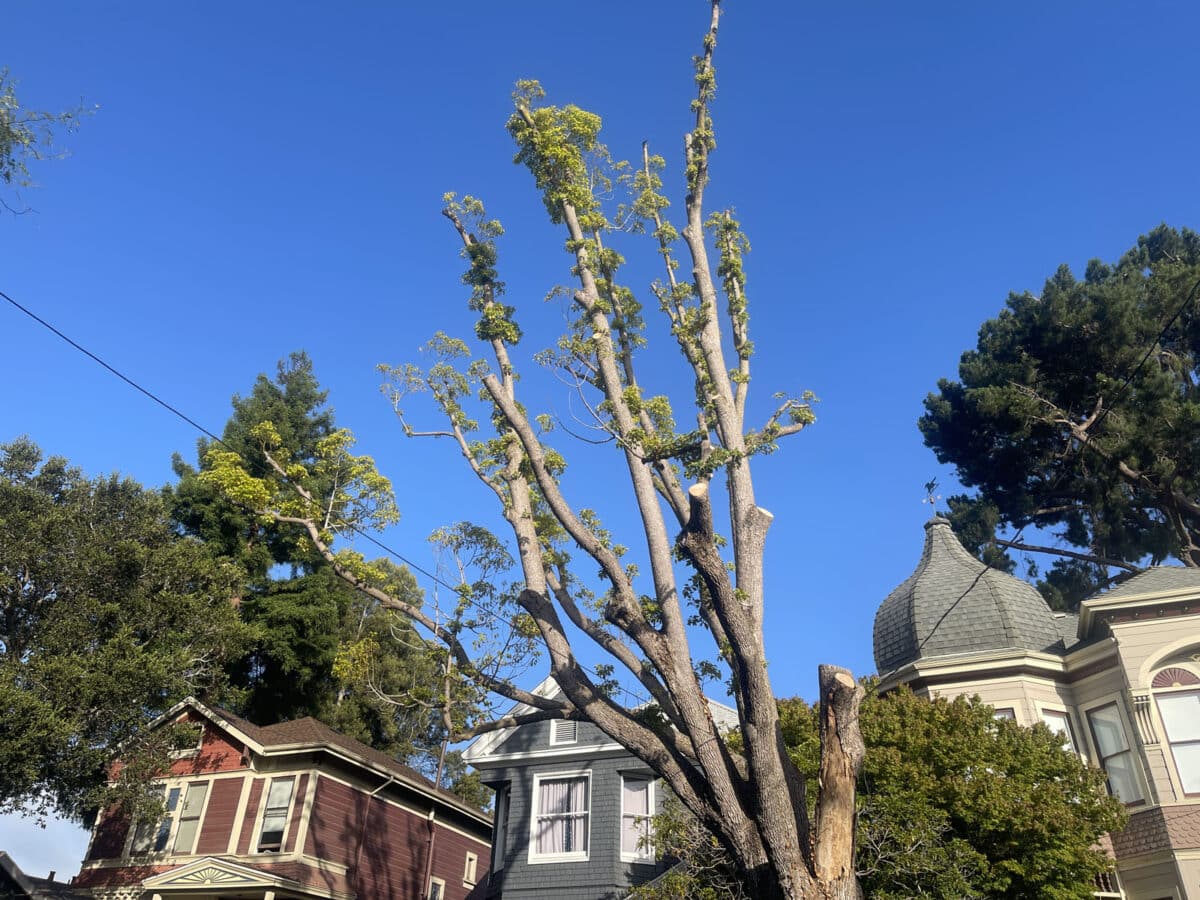 Alameda Post - a tree that has been heavily pruned